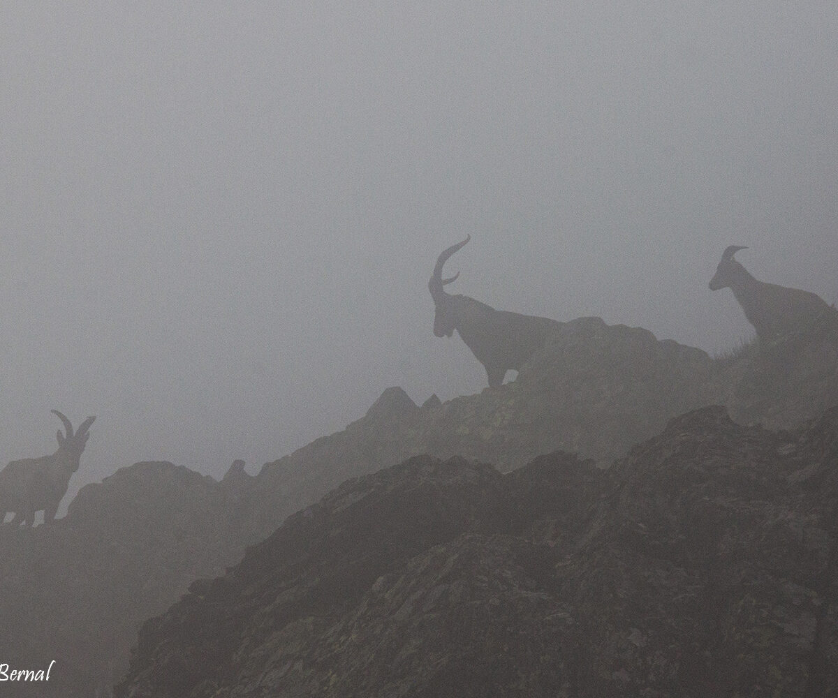 Cabras montesas niebla