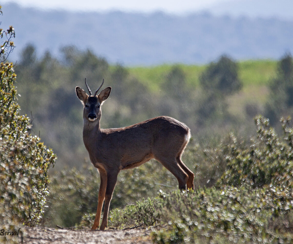 Corzo Capreolus capreolus