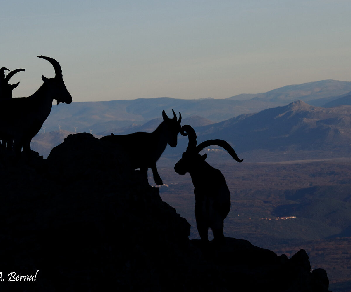Machos monteses Sierra Francia