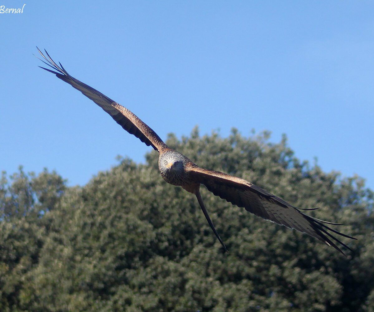 Milano Real Milvus milvus