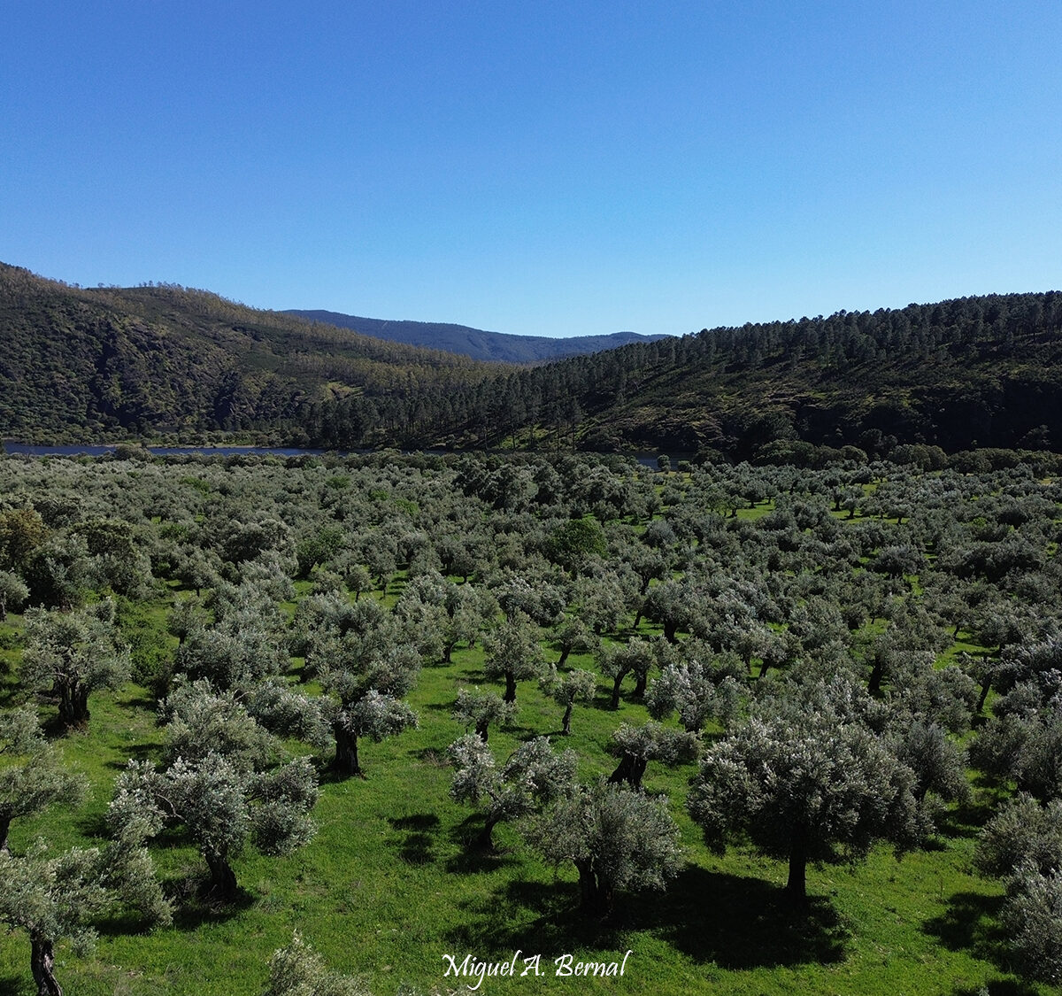 Olivos Sierra Francia