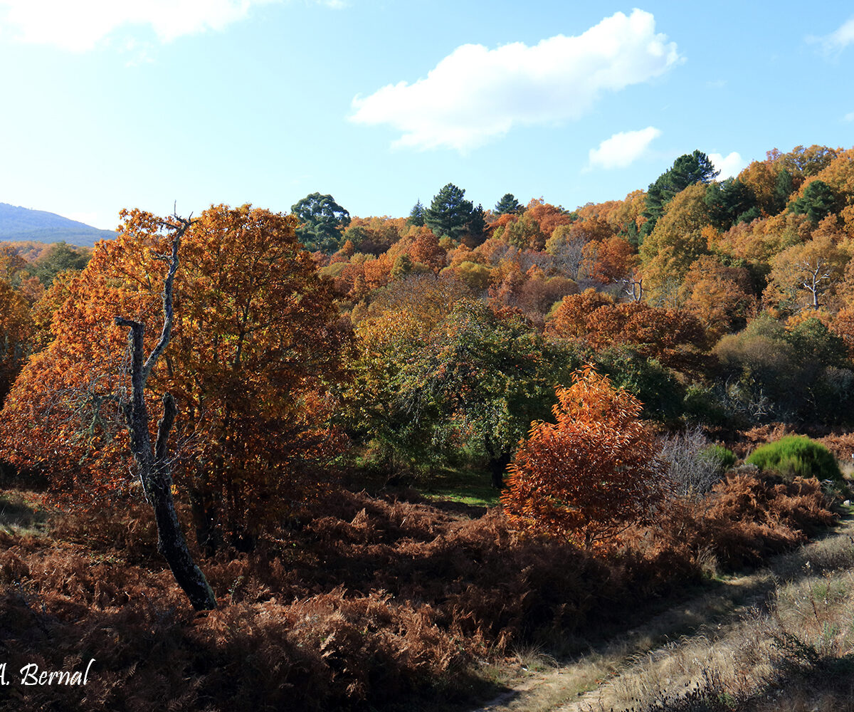 Otoño Castañares y Robledales Salamanca