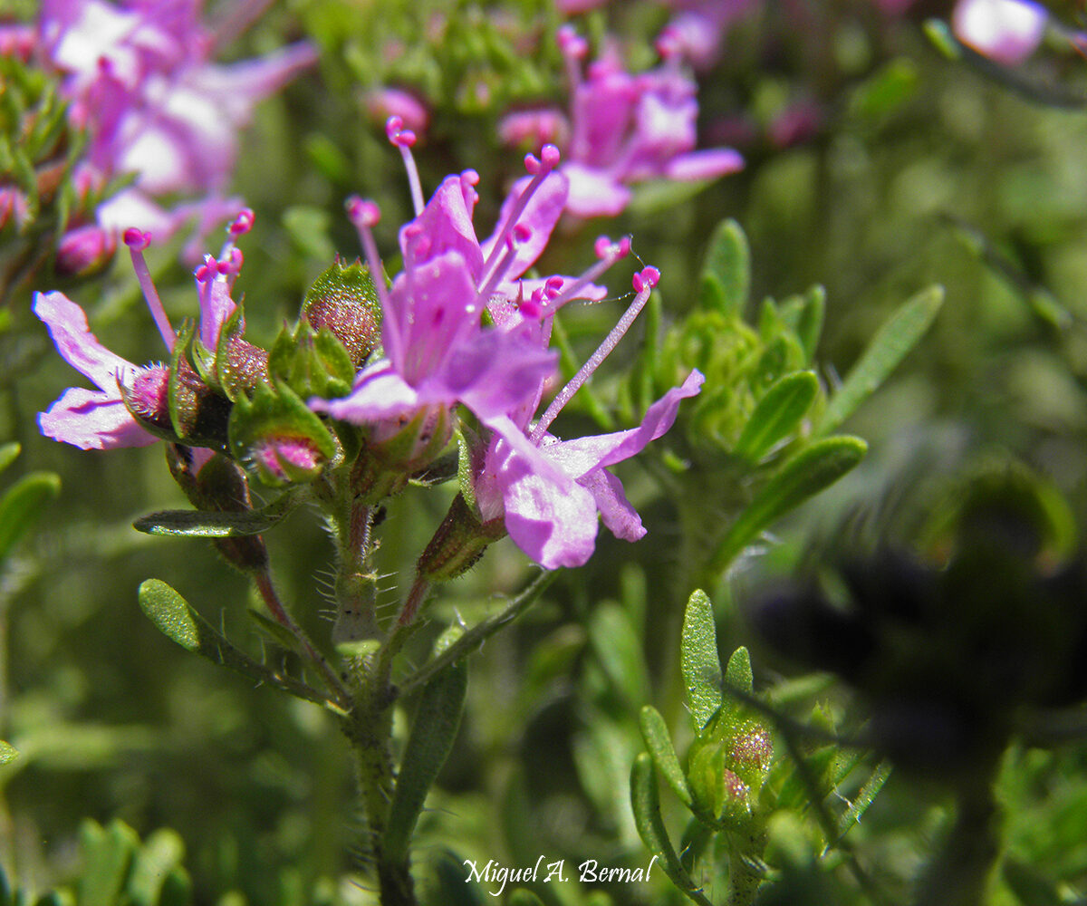 Thymus caespititius