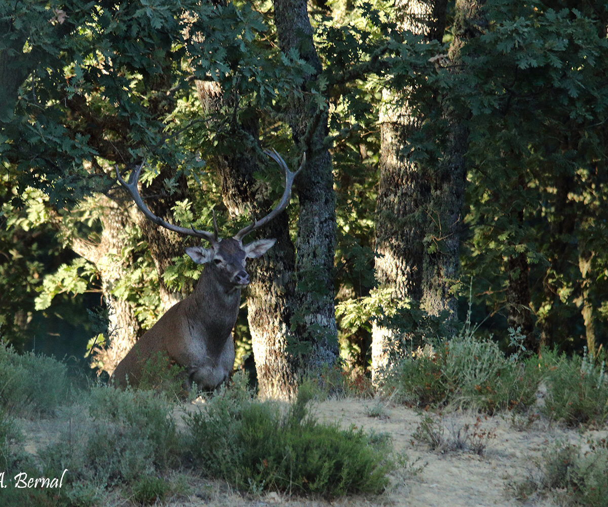 Venado Sierra Gata