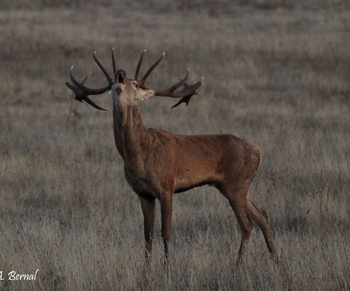 Venado salamanca