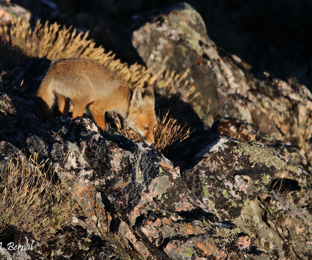 Zorro joven acechando