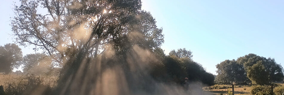 Desbroce al amanecer