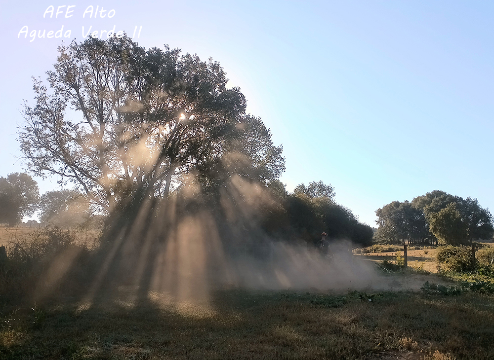 Desbroce al amanecer