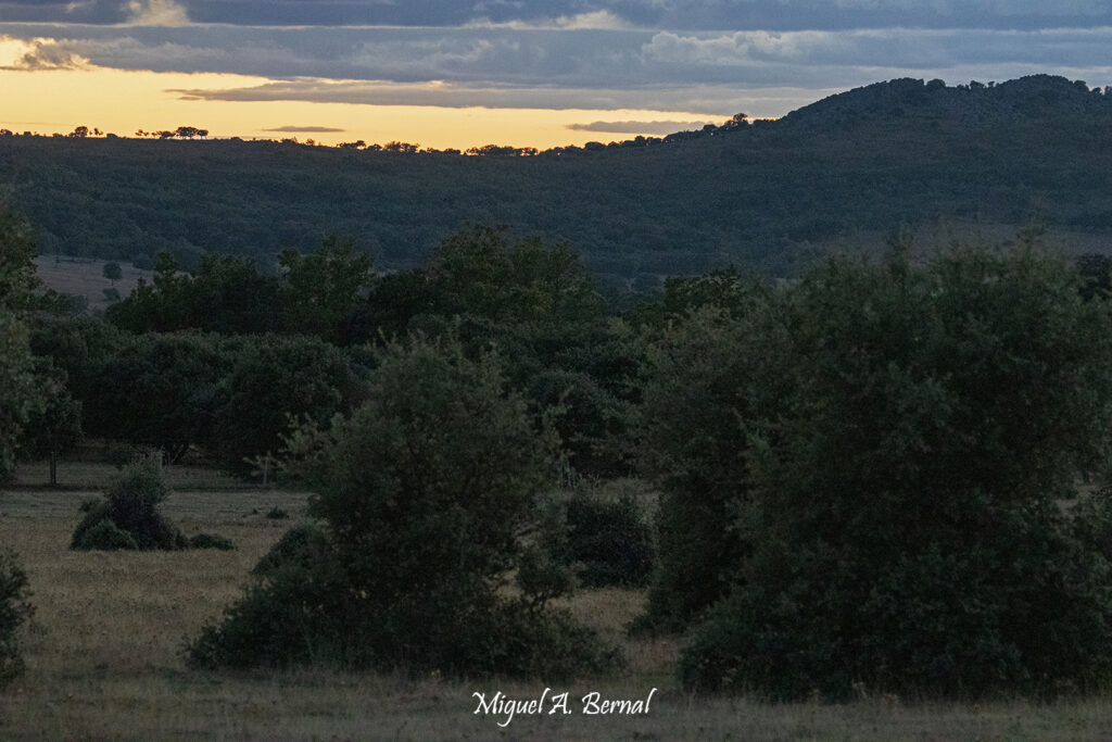 Atardece en la dehesa
