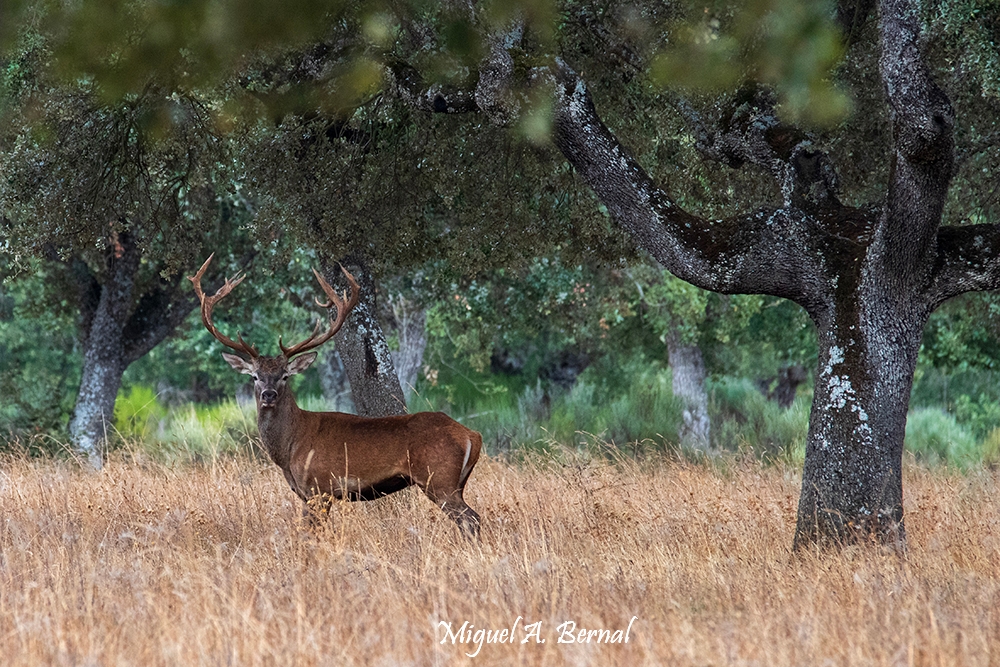 Ciervo en dehesa