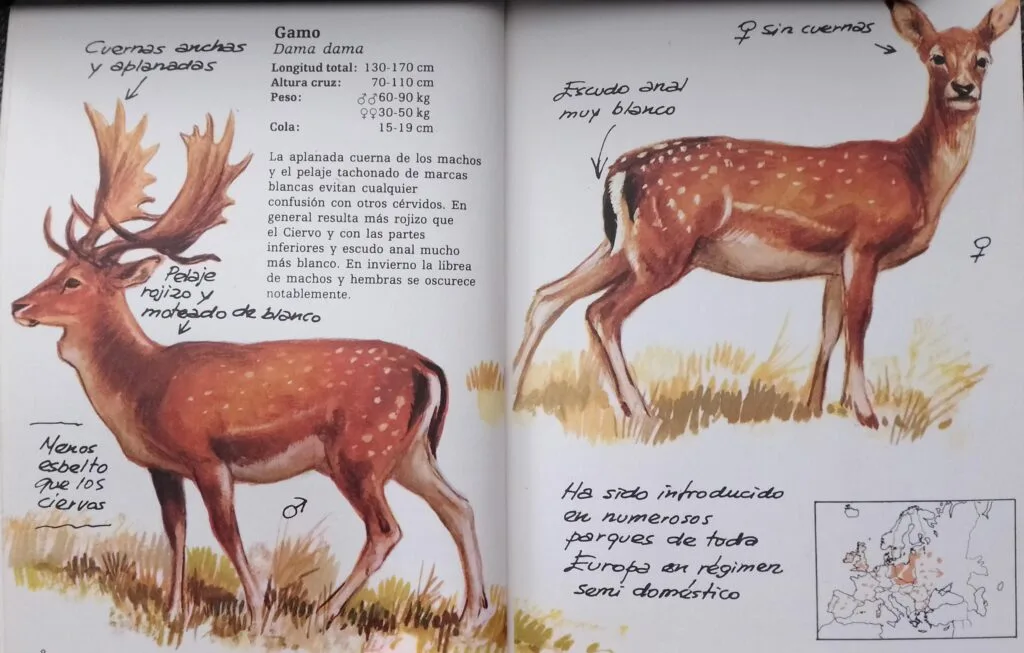 Cuaderno de campo del gamo, Félix Rodríguez de la Fuente