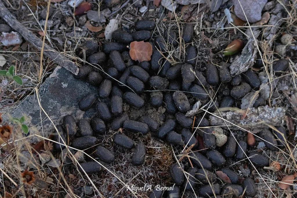 Excrementos del gamo