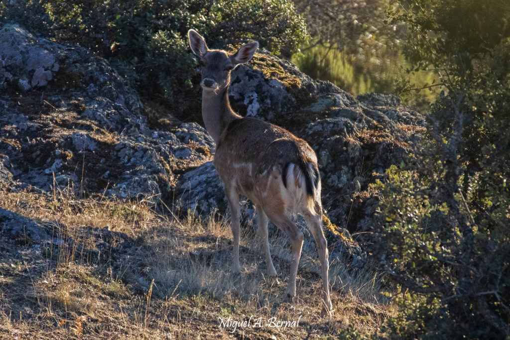 Gama dama dama observa