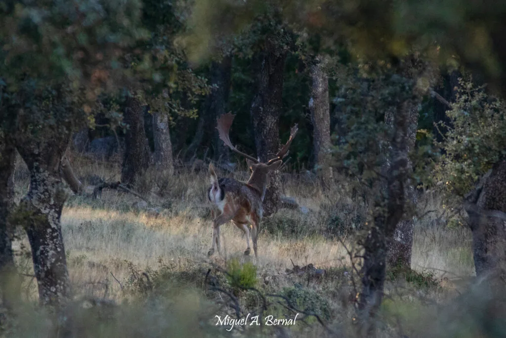 Gamo con cola alzada PELIGRO!