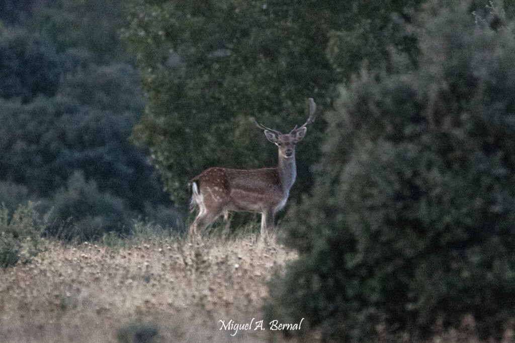 Gamo con cuerna rota de peleas