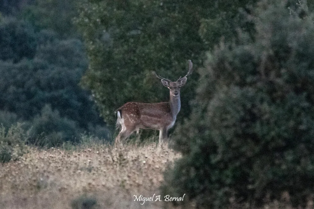 Gamo con cuerna rota de peleas