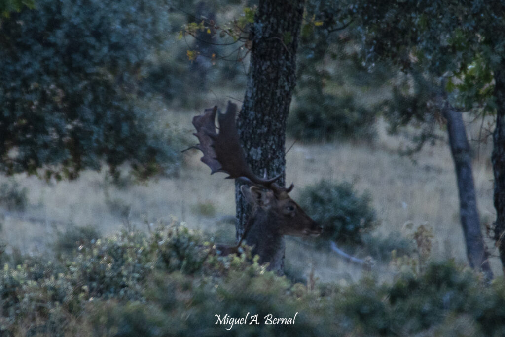 Gamo de perfil tumbado
