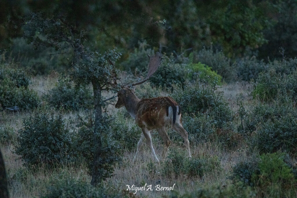 Gamo en el encinar