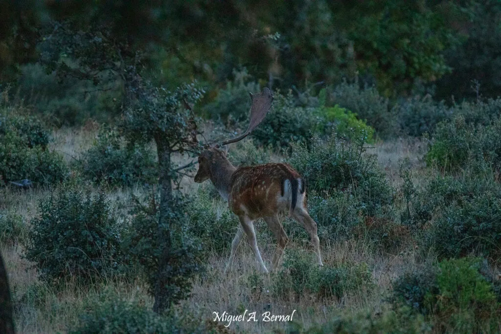 Gamo en el encinar