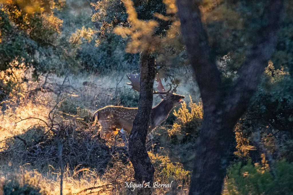 Gamo roncando en el bosque mediterraneo