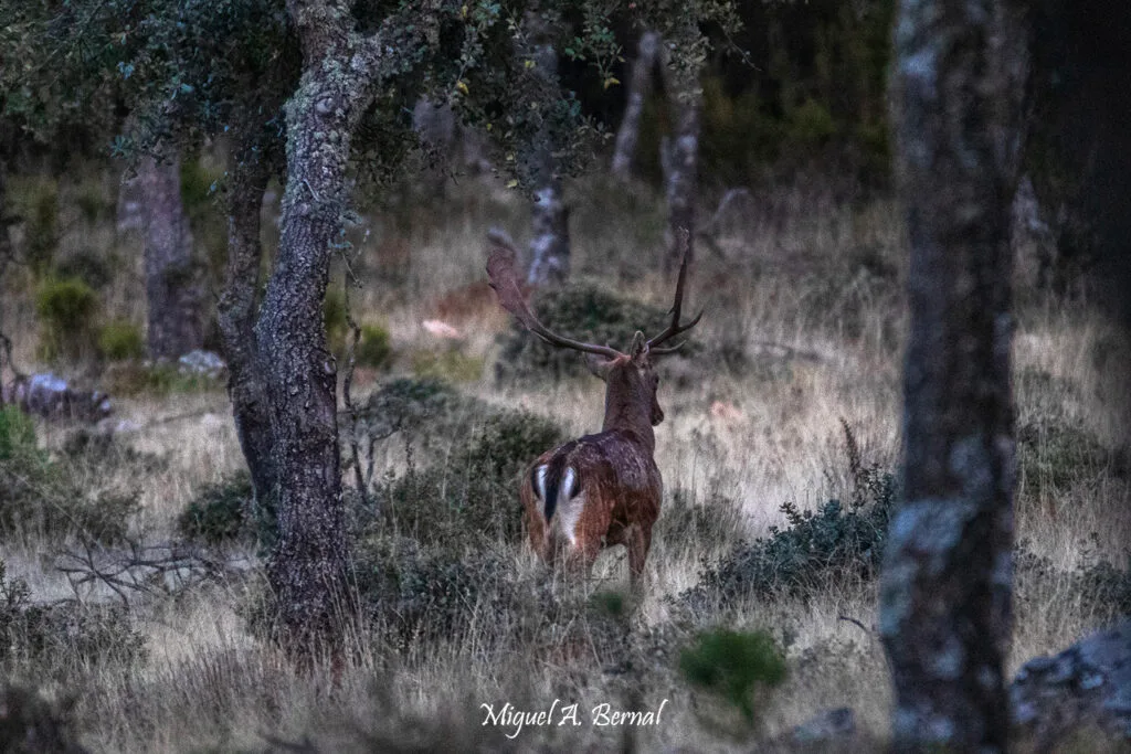 Gamo se mueve entre el bosque