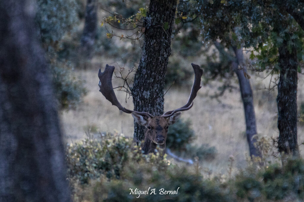 Gamo tumbado con buena cuerna