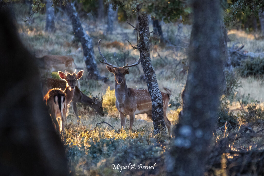 Gamo y gama en dehesa