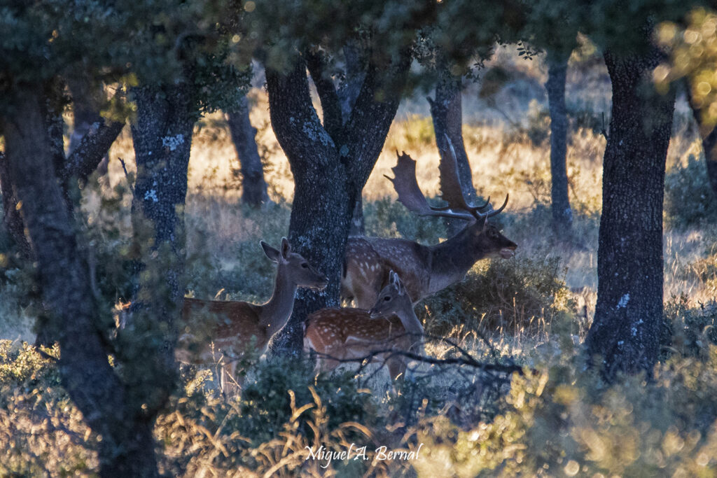 Gamo y hembras en ronca