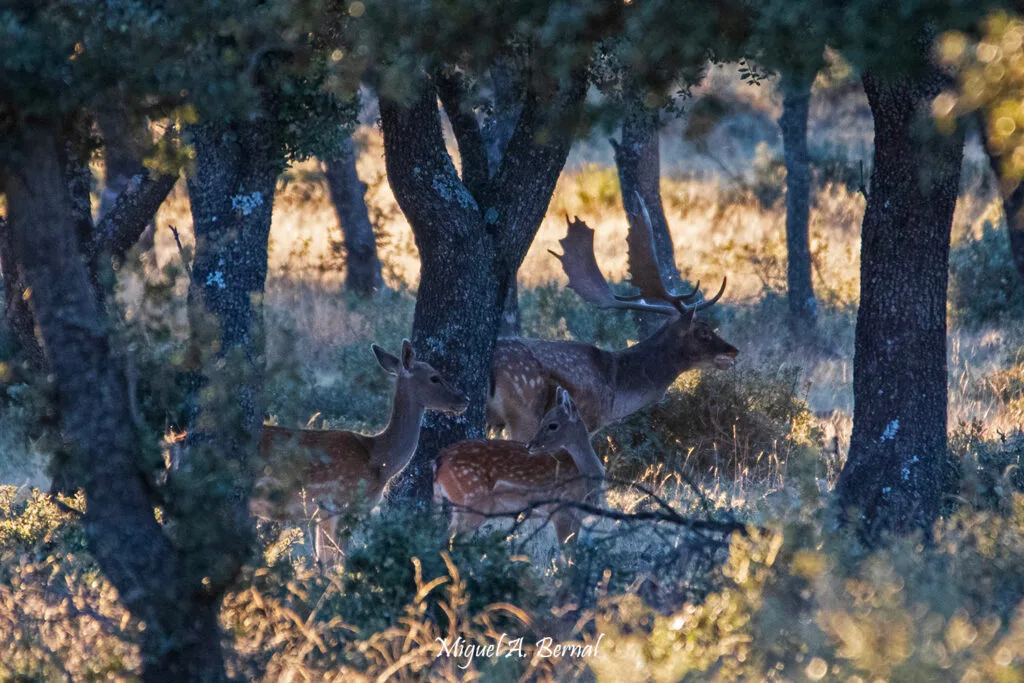 Gamo y hembras en ronca