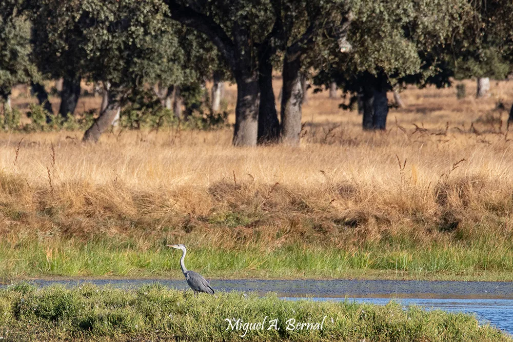 Garza real ardea cinerea