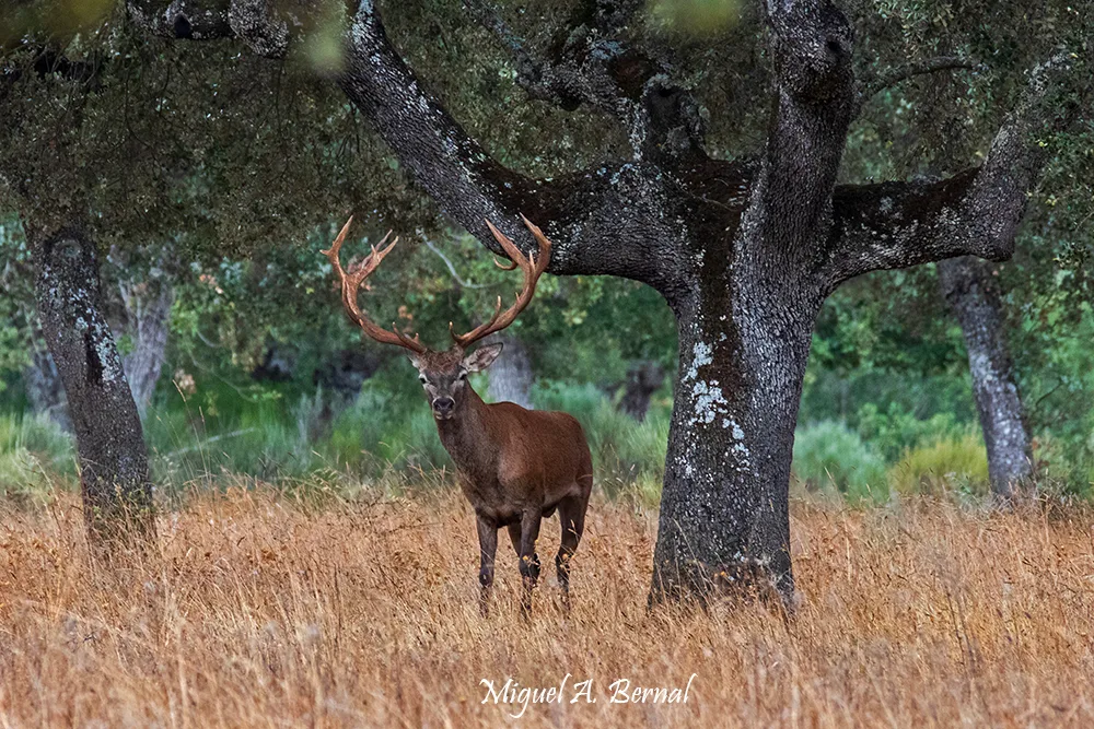 Gran venado en berrea