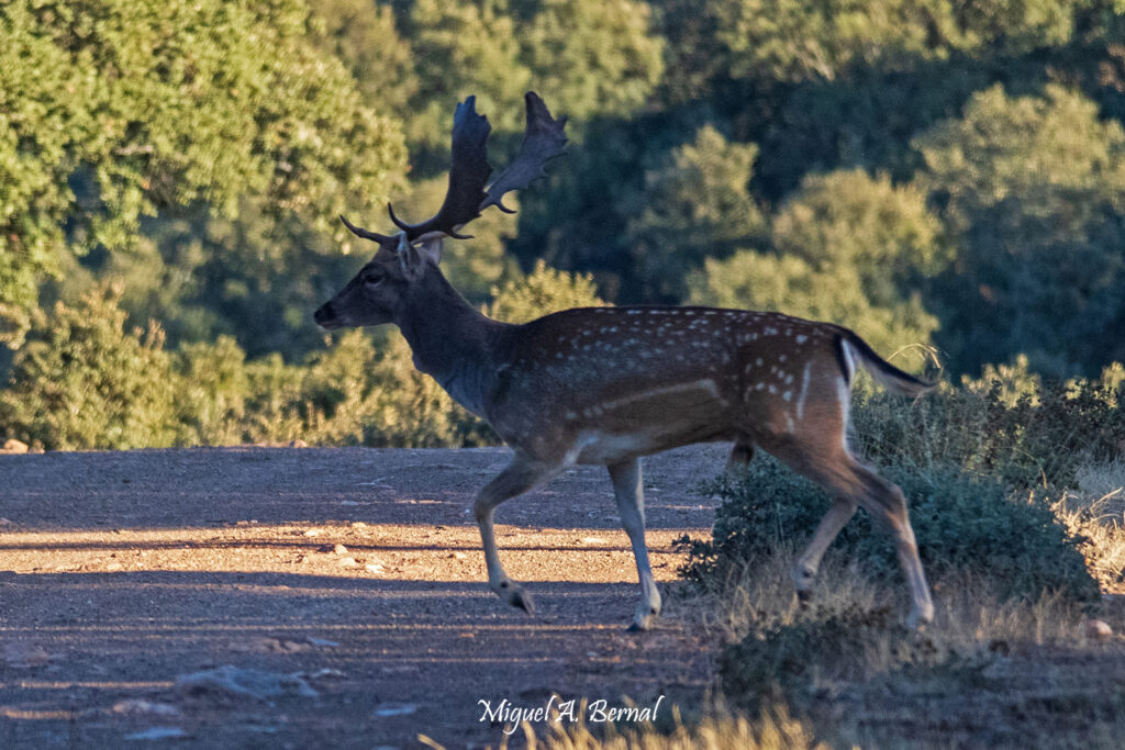 Macho de gamo Salamanca