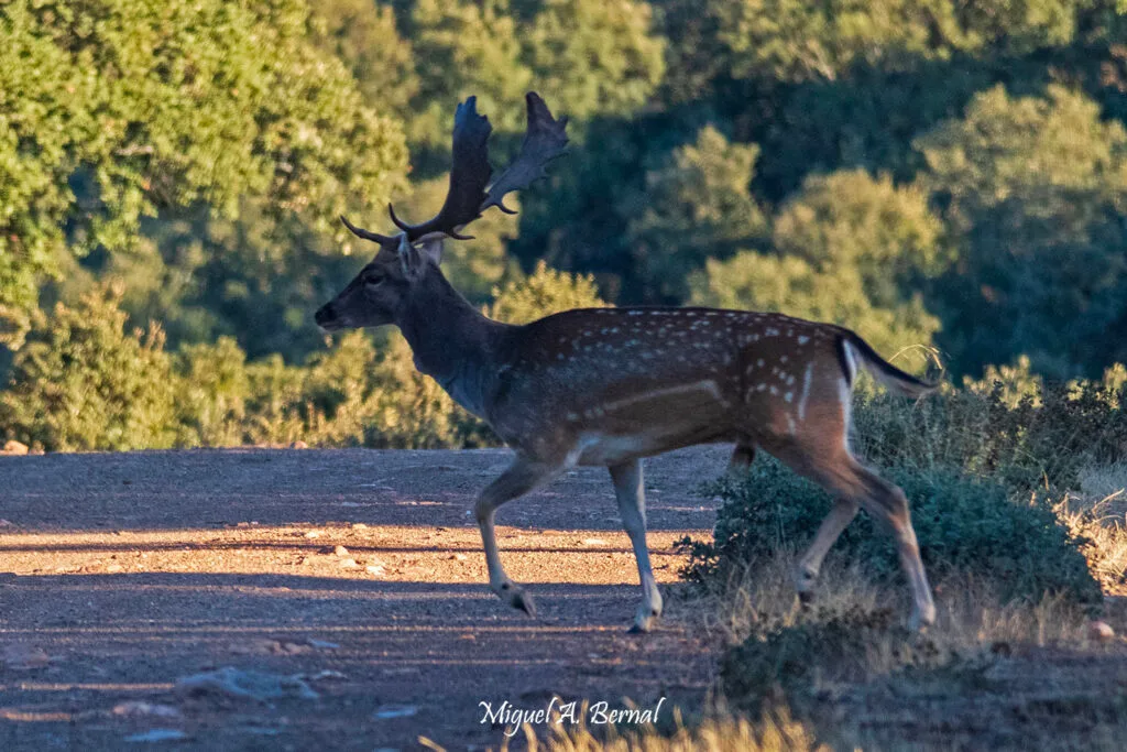 Macho de gamo Salamanca