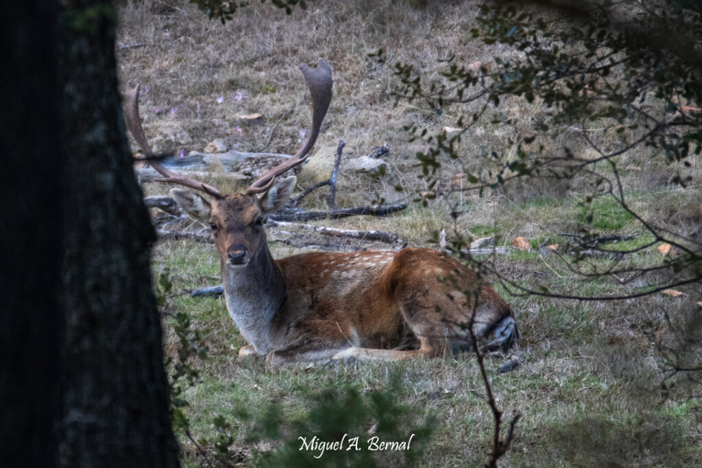 Macho de gamo tumbado tranquilo