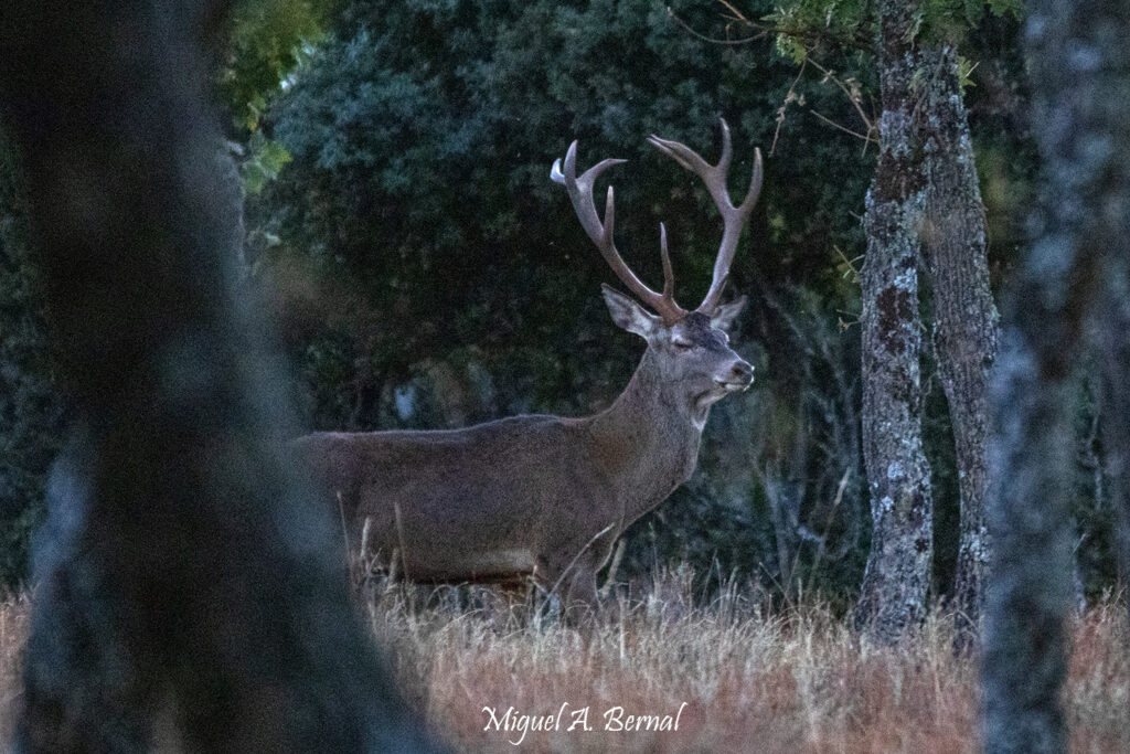 Macho en Berrea en Sierra de Francia