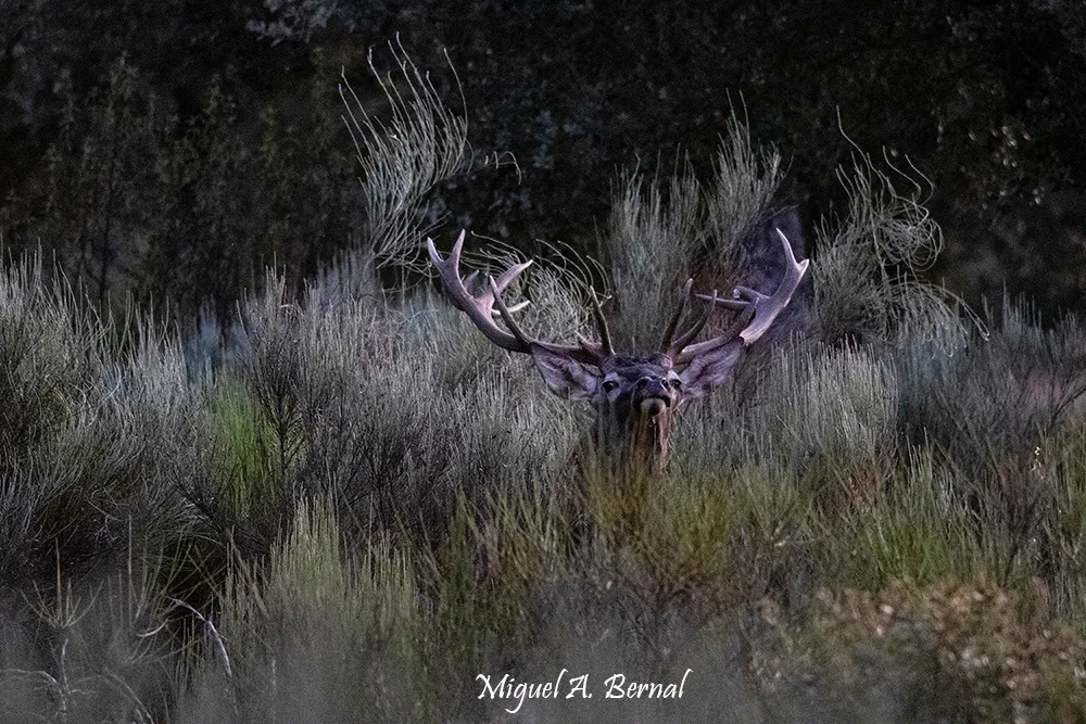 Venado en Berrea