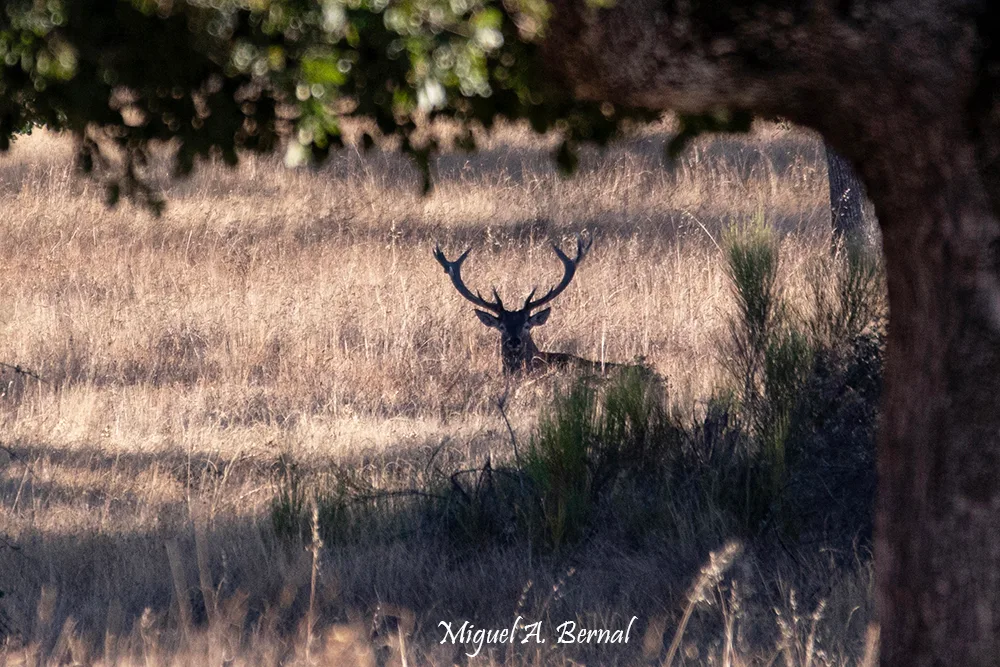 Venado tumbado