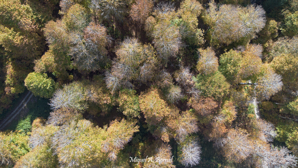 Colorido de Otoño