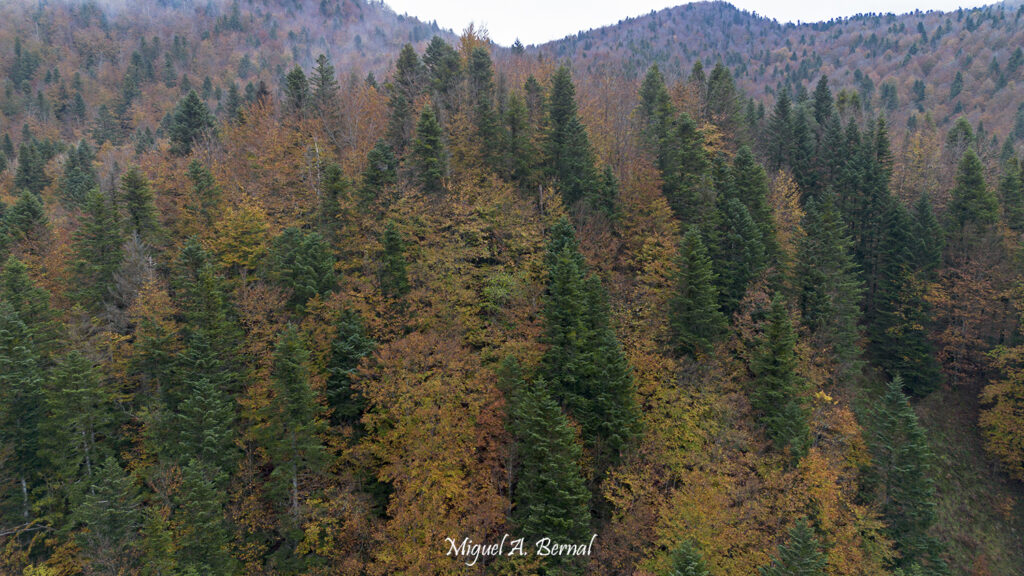 Hayedo abetal en otoño
