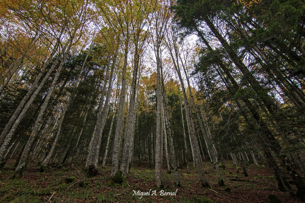 Bosque de hayas y abetos Navarra