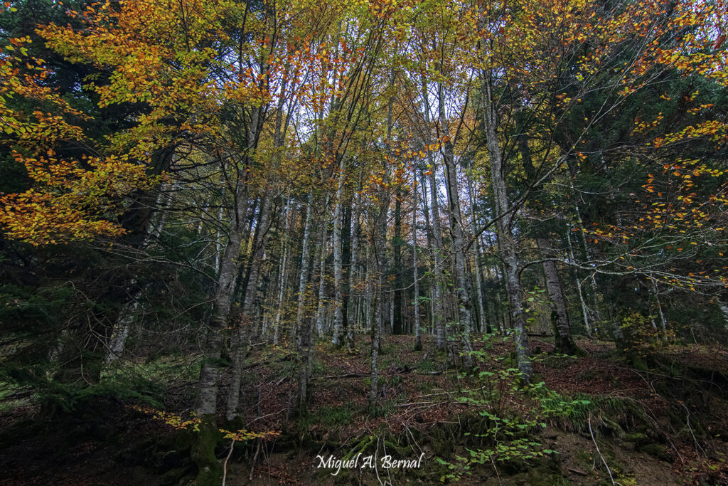 Bosque hayedo Irati en Navarra