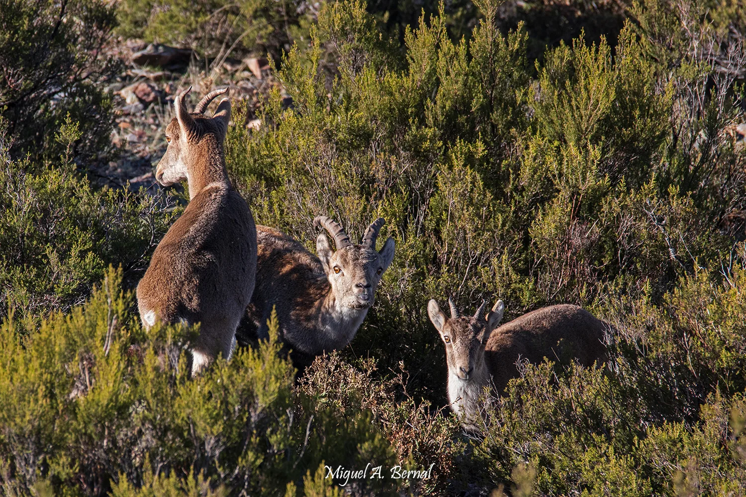 Cabras montesas en celo Sierra de Francia