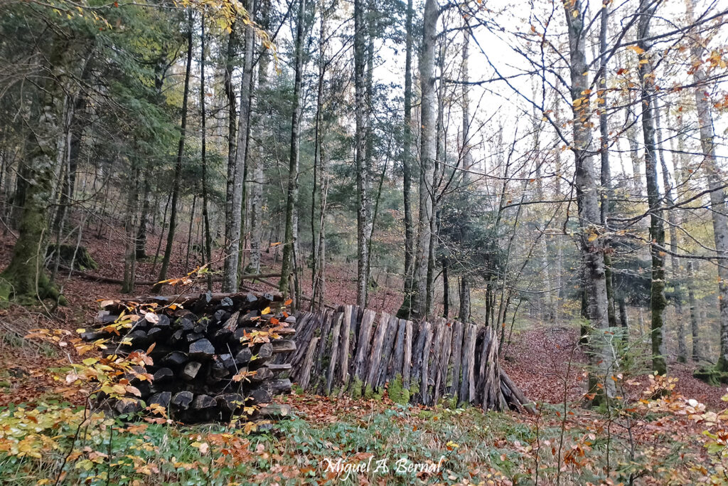 Carboneo sendero Errekaidorra Ochagavia