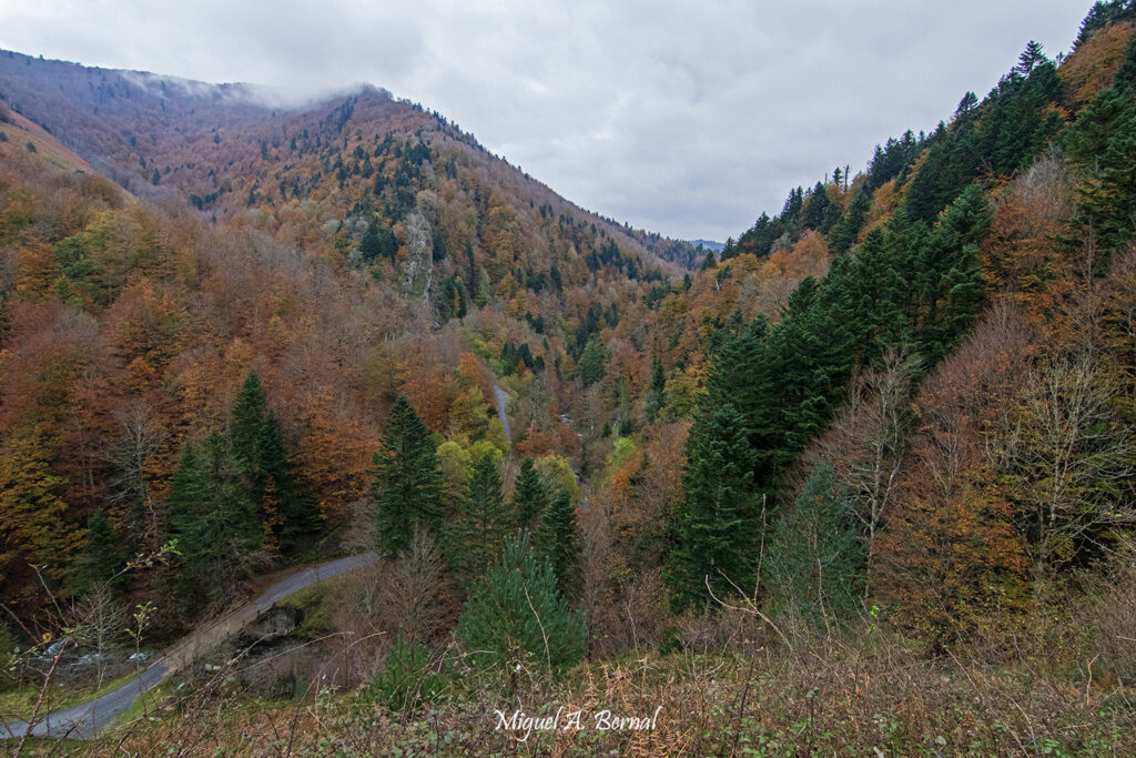 Desde Francia Sendero Forestal Errekaidorra