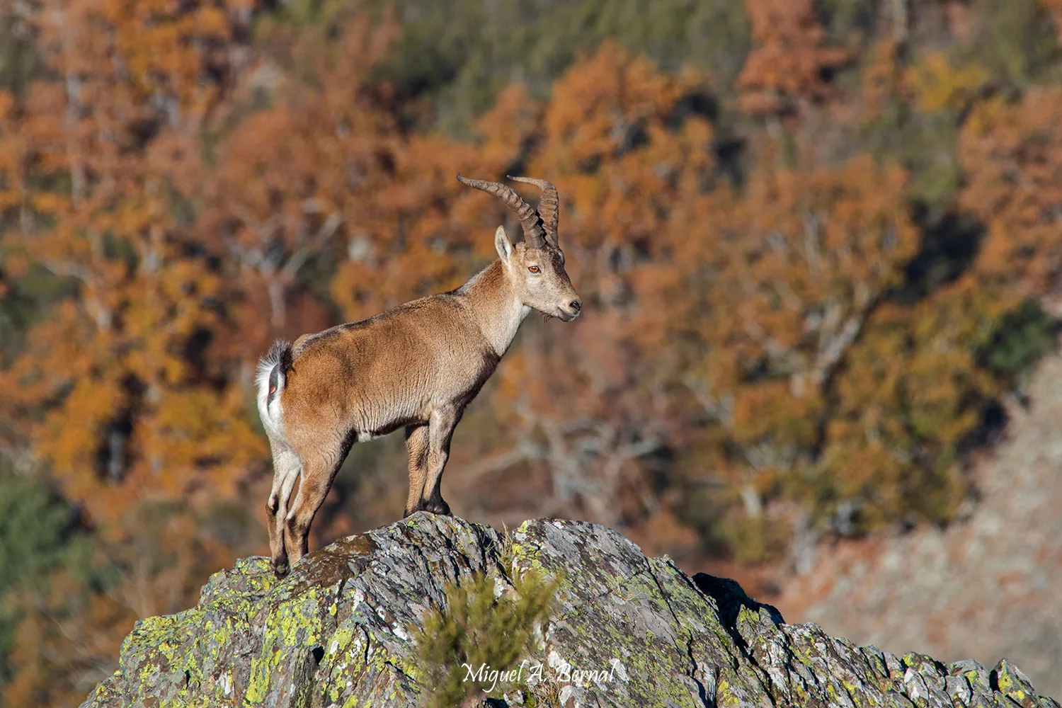 Macho montés joven y colores de otoño
