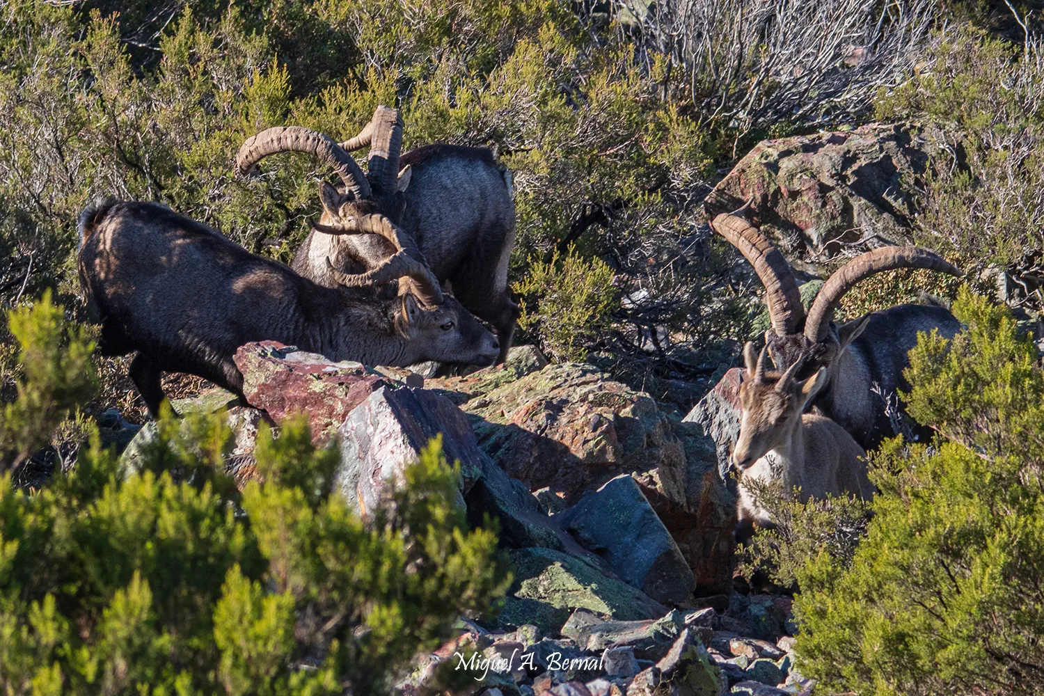 Machos monteses en Peña de Francia