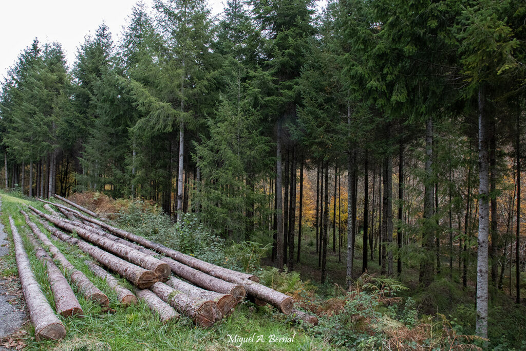 Madera de Abetos Navarra