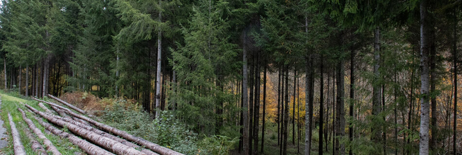 Madera de Abetos Navarra