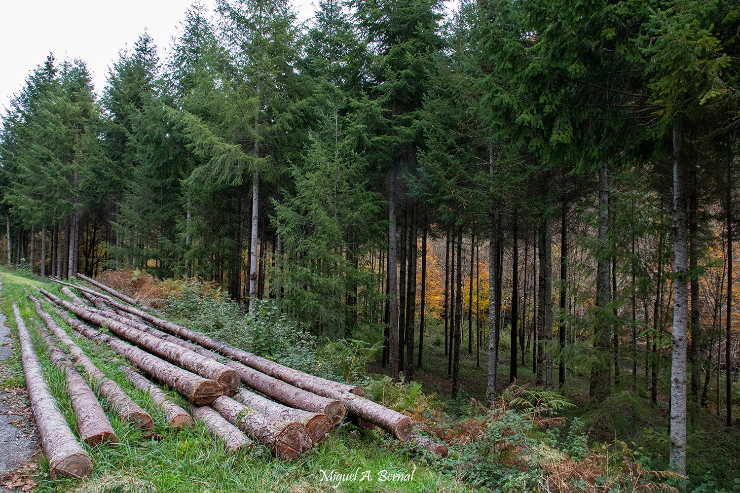 Madera de Abetos Navarra