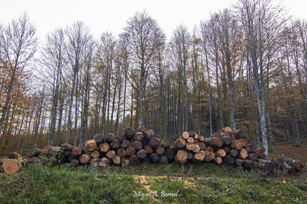 Madera de abetos y hayas Navarra